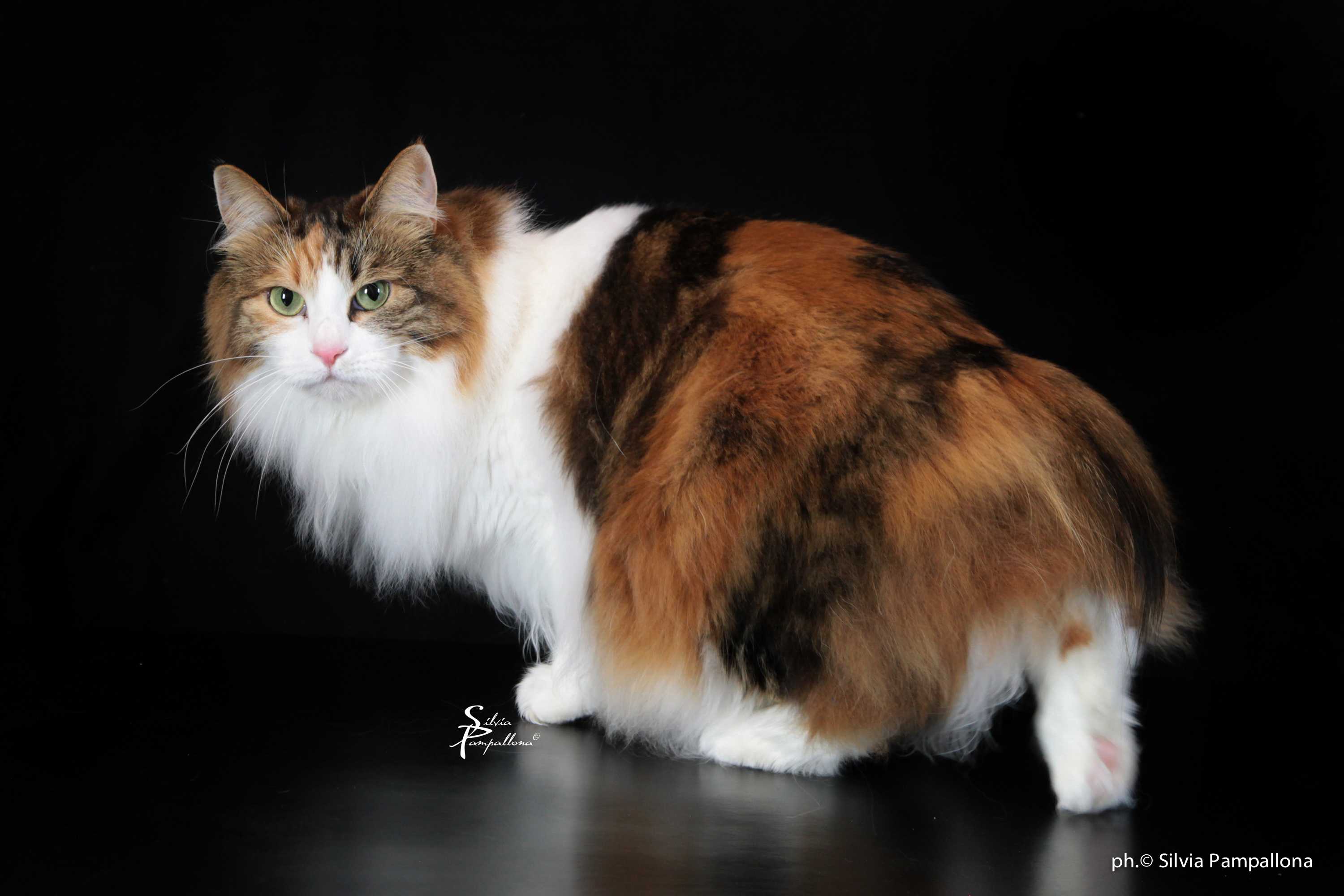 Kurilian bobtail